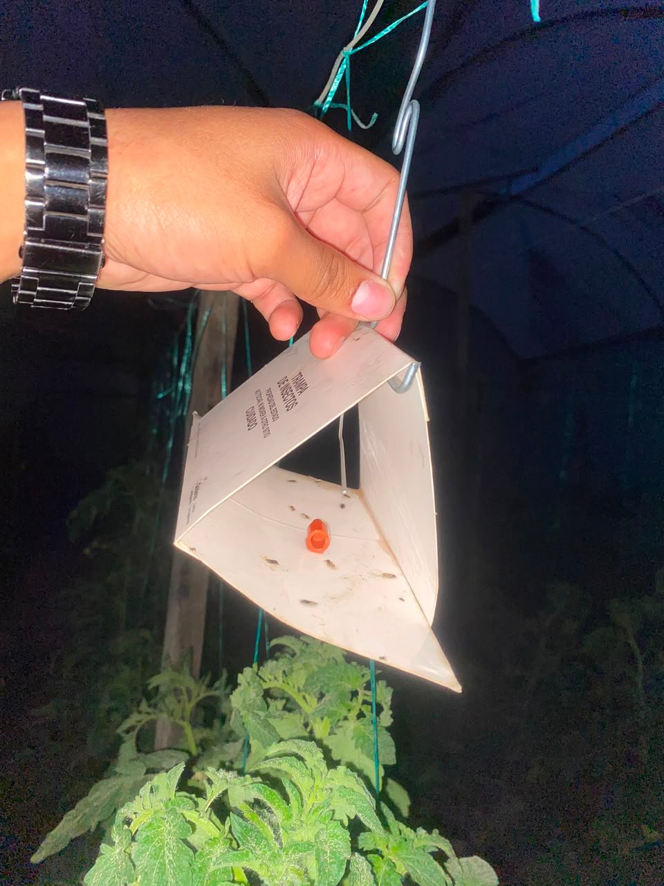 Actividad de monitoreo en campo
