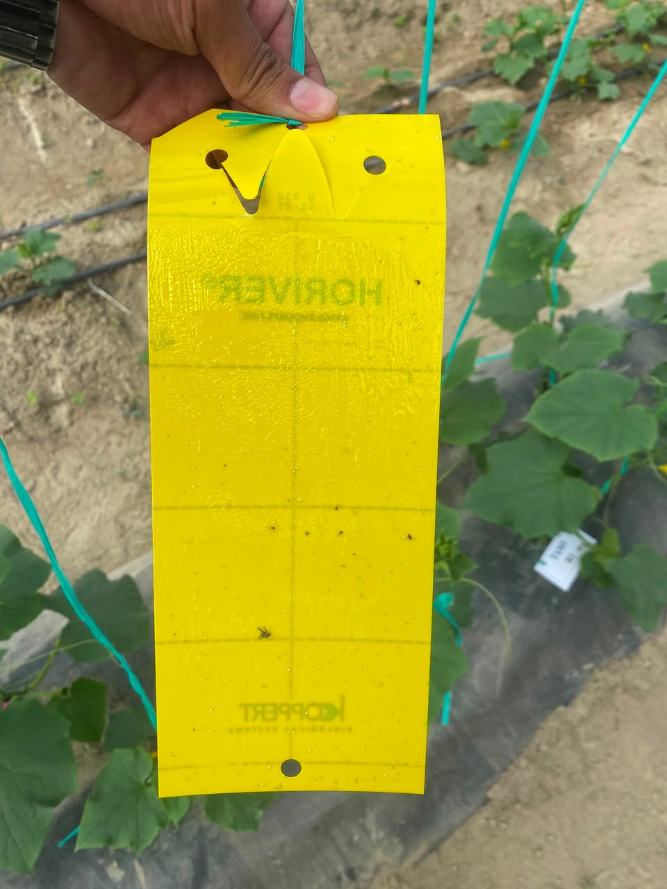 Tira amarilla adhesiva con Biostik instalada en el cultivo