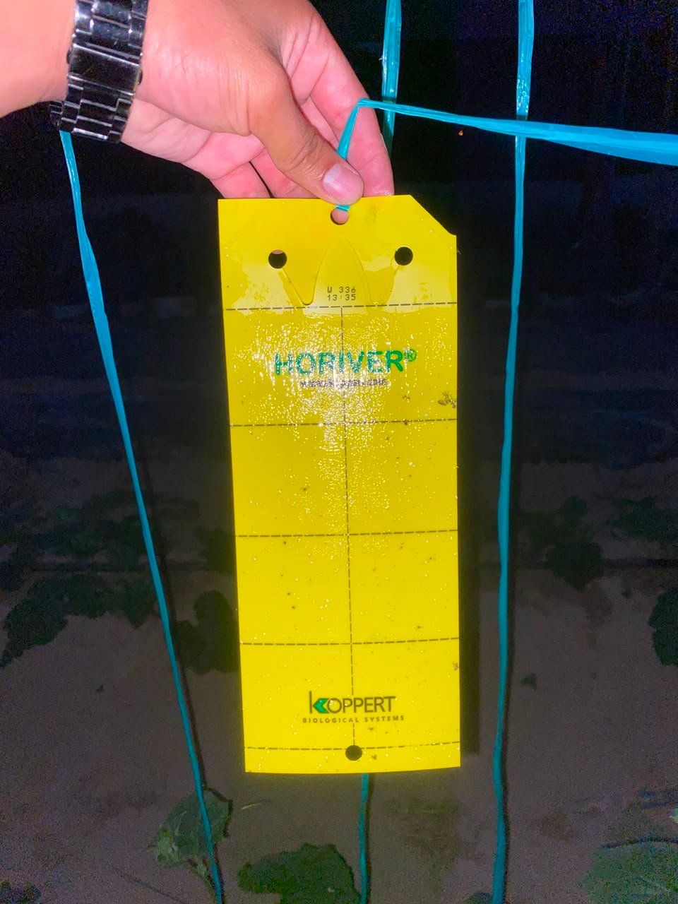 Tira amarilla instalada en el cultivo de tomate