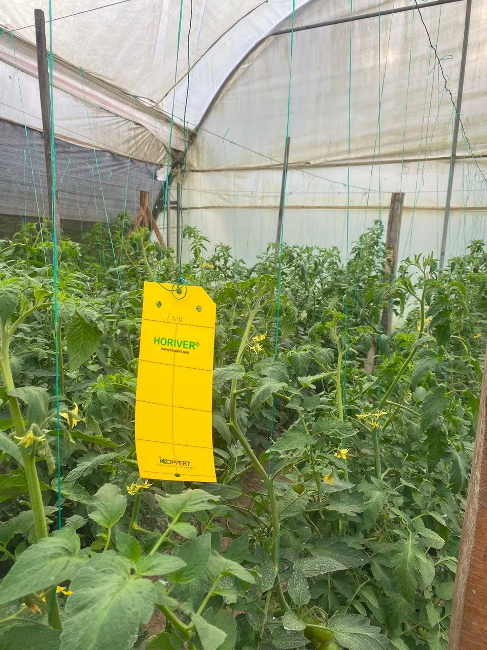 Tira amarilla adhesiva con capturas