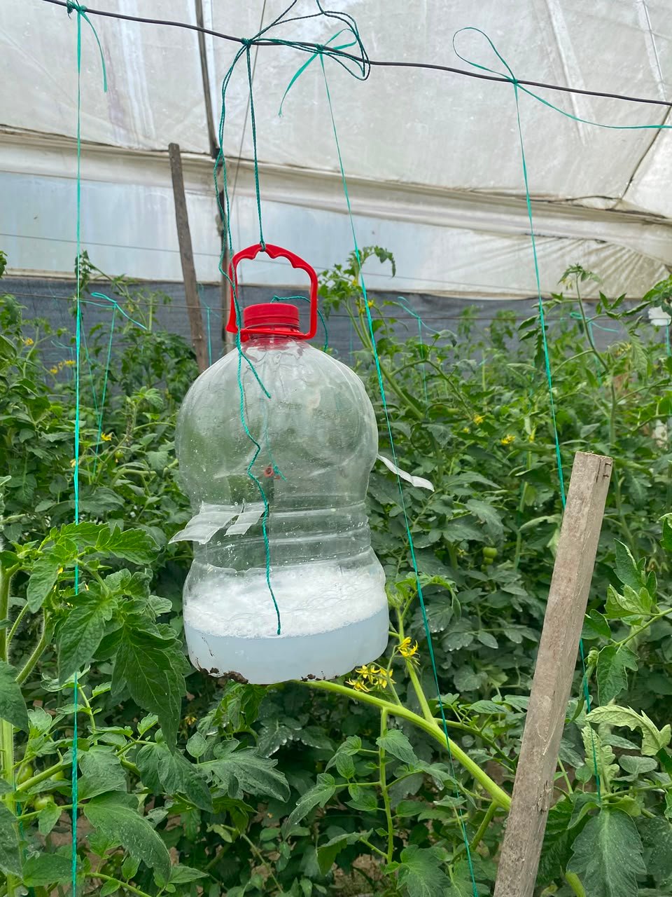 Trampa casera de botellón instalada en el cultivo