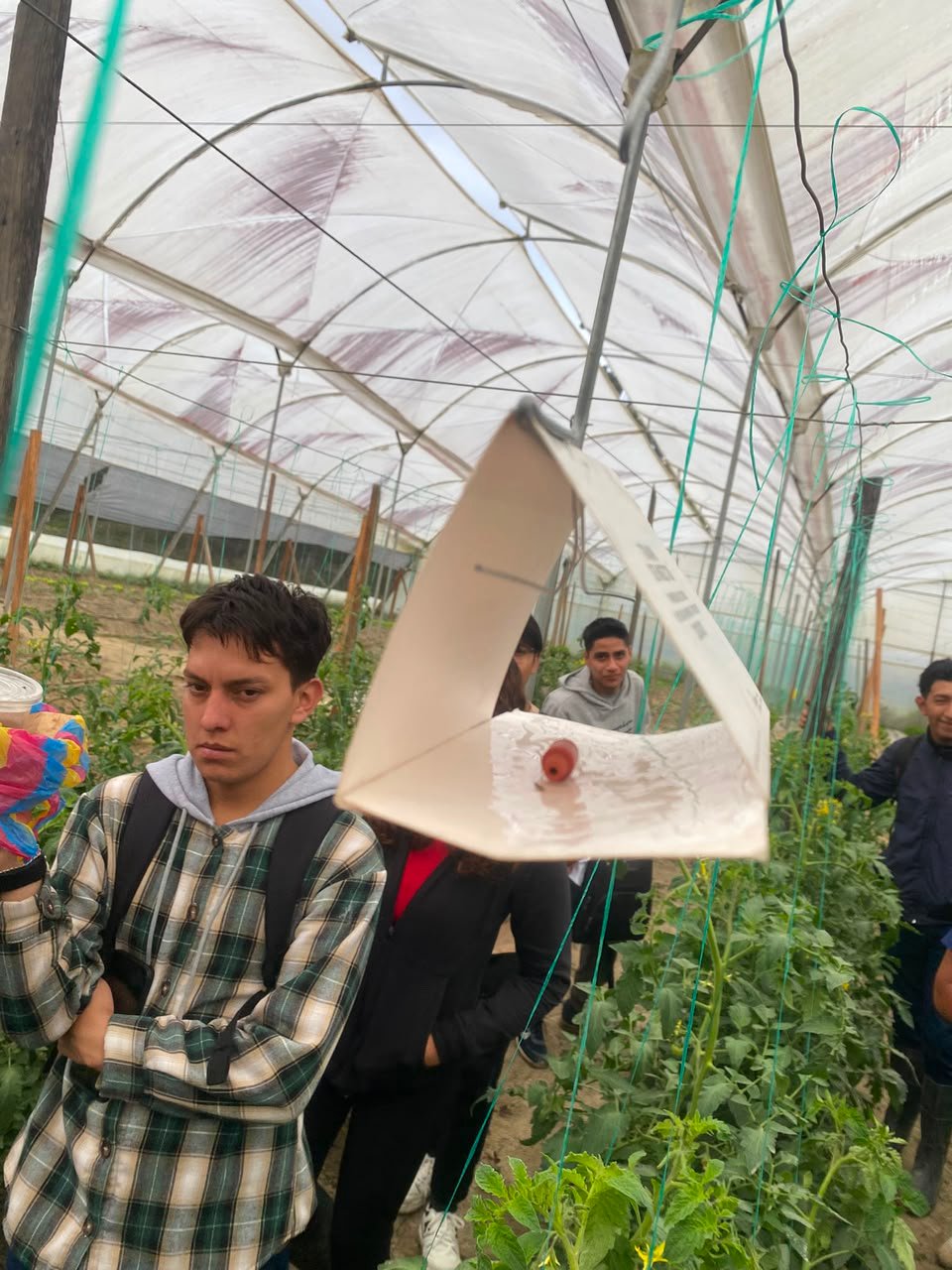 Trampa tipo domo con feromona Tutalure en cultivo de tomate