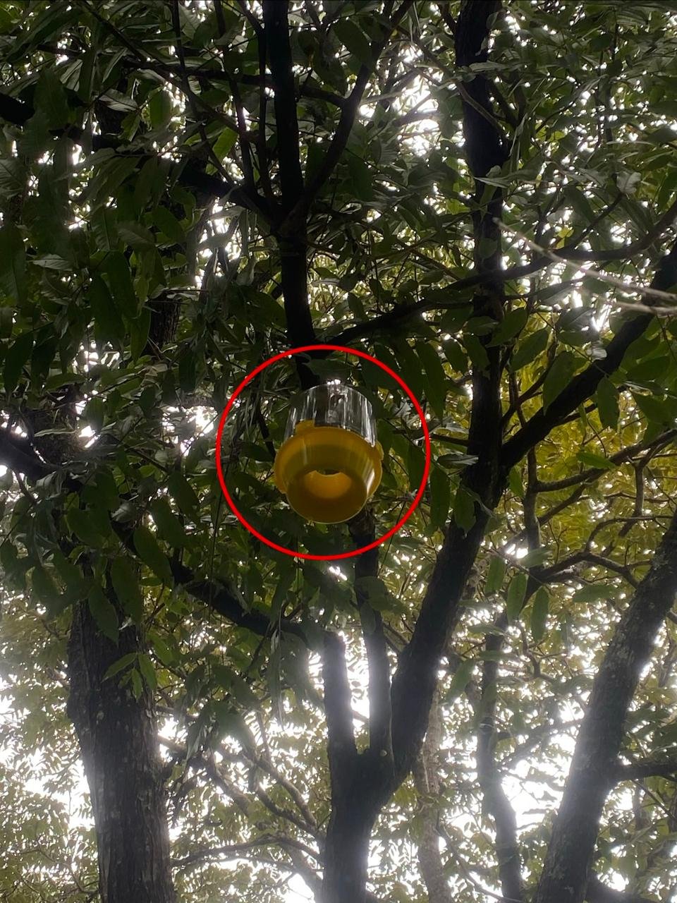 Trampa McPhail instalada para monitoreo de mosca de la fruta